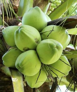 bibit kelapa hibrida super genjah Pekanbaru