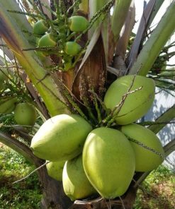 bibit kelapa hibrida super genjah Aceh