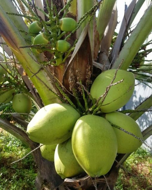 bibit kelapa hibrida super genjah Aceh