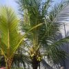 bibit kelapa hibrida super genjah Lhokseumawe