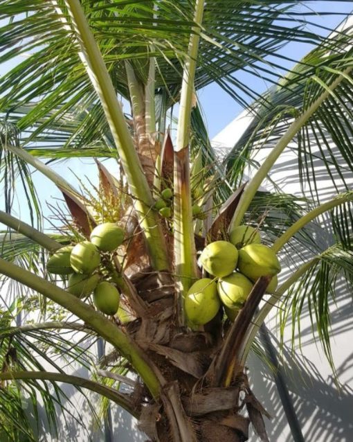 bibit kelapa hibrida super genjah Nusa Tenggara Barat