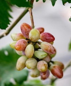 Bibit tanaman anggur baikonur VALID Kalimantan Timur