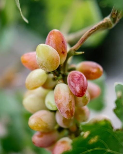 Bibit tanaman anggur baikonur VALID Bekasi
