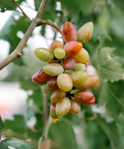Bibit tanaman anggur baikonur VALID Payakumbuh