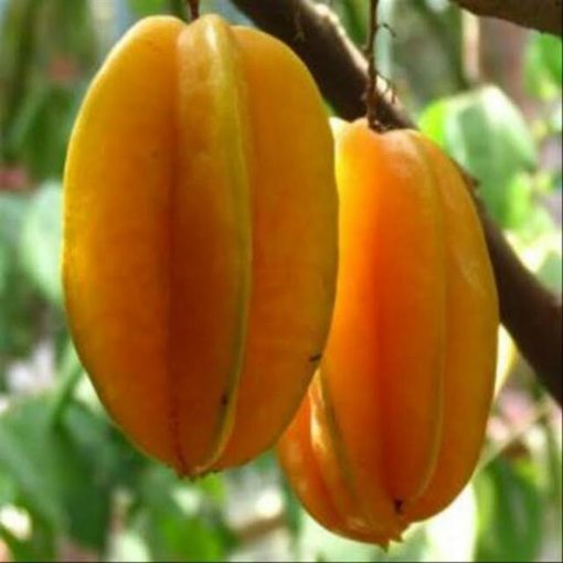 bibit tanaman buah belimbing bangkok merah Kalimantan Barat