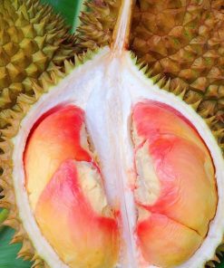 bibit durian pelangi bibit tanaman buah unggul murah bergaransi Kepulauan Riau