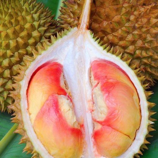 bibit durian pelangi bibit tanaman buah unggul murah bergaransi Kepulauan Riau