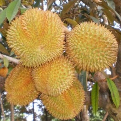 bibit tanaman buah durian bawor unggulan durian bibit durian murah Kotamobagu