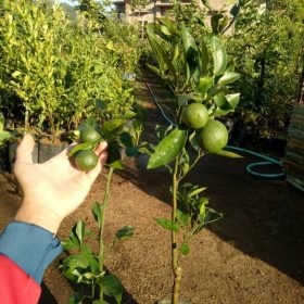 bibit jeruk sunkis berbunga berbuah Padang