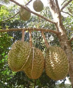 bibit durian montong Sumatra Utara