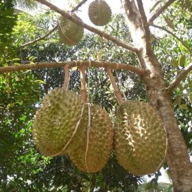 bibit durian montong Sumatra Utara