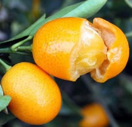 bibit tanaman buah jeruk nagami Tidore Kepulauan