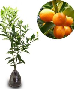 bibit tanaman buah jeruk nagami Tangerang