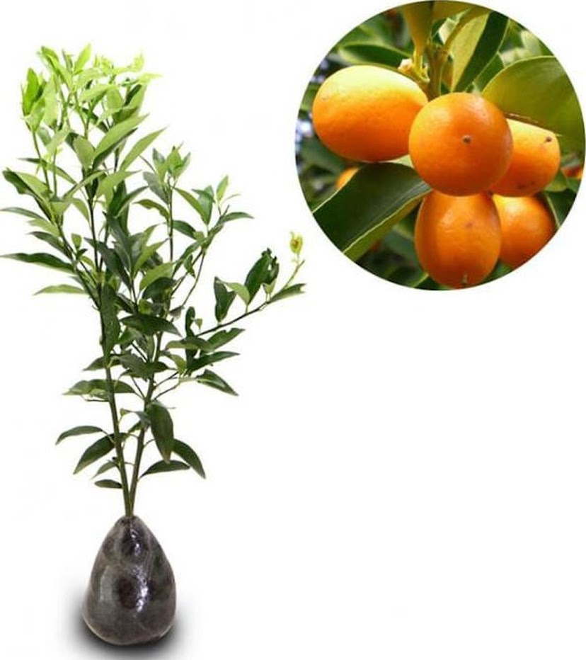 Gambar Produk bibit tanaman buah jeruk nagami Tangerang