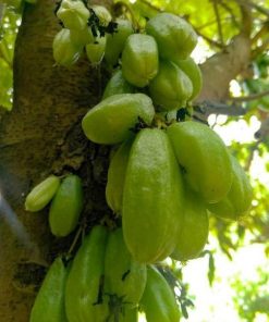 bibit tanaman belimbing wuluh belimbing sayur Sumatra Selatan