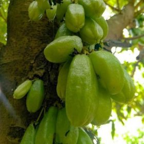 bibit tanaman belimbing wuluh belimbing sayur Sumatra Selatan