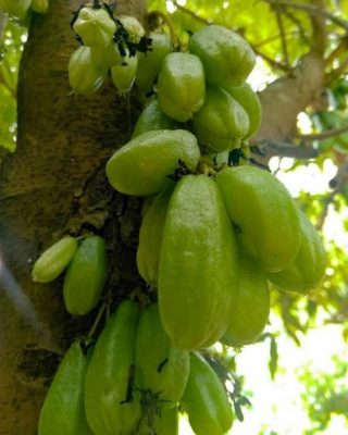 bibit tanaman belimbing wuluh belimbing sayur Sumatra Selatan