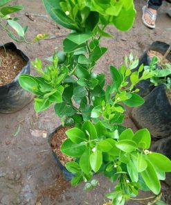 bibit tanaman pohon buah jeruk nipis limo limau keep nagami songkit sonkit purut santang madu Banten