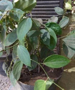 termurah bibit tanaman lada perdu kualitas unggul Kupang