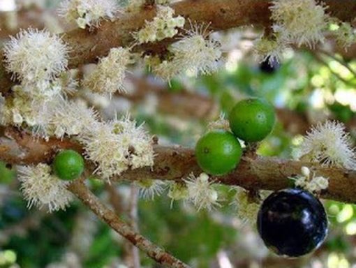 Tanaman Anggur Sabhara Bibit Anggur Pohon JABOTICABA Anggur Brazil Anggur Pohon Probolinggo