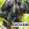 bibit anggur Giovanni Aceh