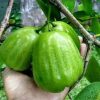 3 bibit jambu air kiojok super Banten
