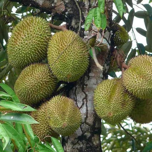 bibit tanaman durian musangking kaki 3 siap berbuah Sumatra Utara