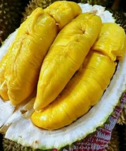 bibit durian bawor kaki tiga okulasi Binjai