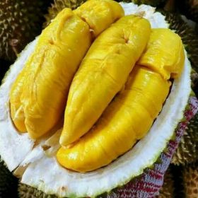 bibit durian bawor kaki tiga okulasi Binjai