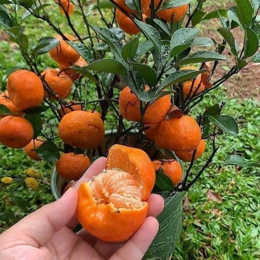 bibit jeruk santang sudah berbuah terlaris Tangerang Selatan