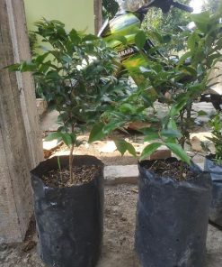 Pohon Anggur Brazil Preco VALID Batam