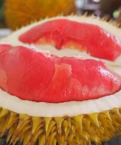bibit durian merah kaki tiga Cimahi