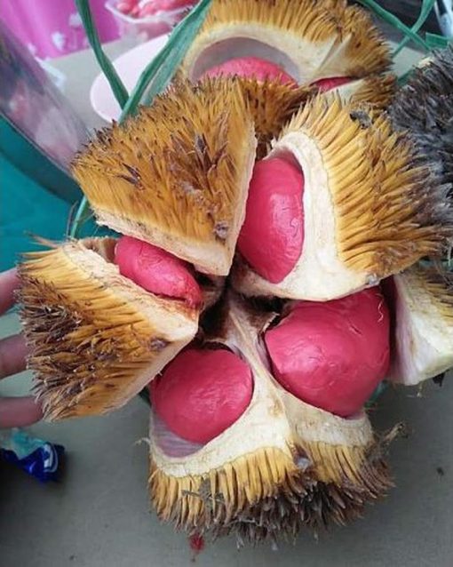 bibit durian merah kaki tiga Bima
