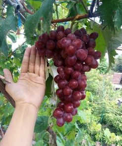 bibit anggur import nizina grafting Mataram