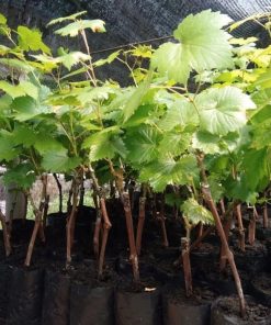 bibit anggur import nizina grafting Jawa Barat