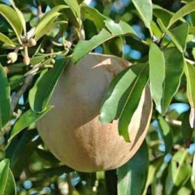 bibit pohon buah sawo jumbo thailand besar manis Sumatra Utara