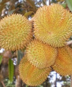 bibit durian musang king kaki 3 super Pasuruan