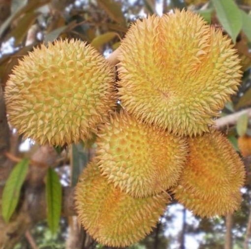 bibit durian musang king kaki 3 super Pasuruan