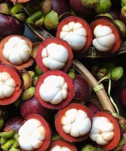 bibit tanaman buah manggis super okulasi Banten