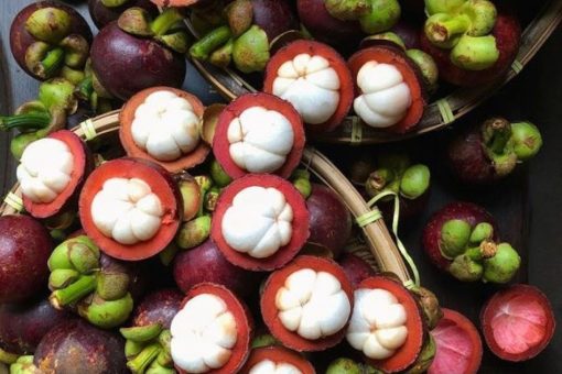 bibit tanaman buah manggis super okulasi Banten