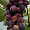 Bibit Anggur Import Beauty Krasotka Sumatra Barat
