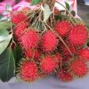 bibit rambutan rafiah Kalimantan Barat