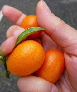 bibit jeruk nagami 50 80 cm tanaman bibit buah Lampung