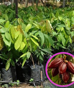 bibit tanaman buah kakao cokelat Sumatra Utara