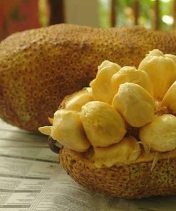 bibit tanaman buah cempedak durian Kalimantan Barat