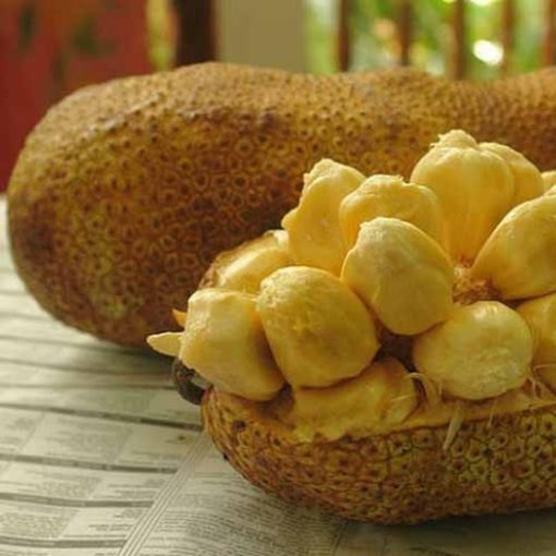bibit tanaman buah cempedak durian Kalimantan Barat