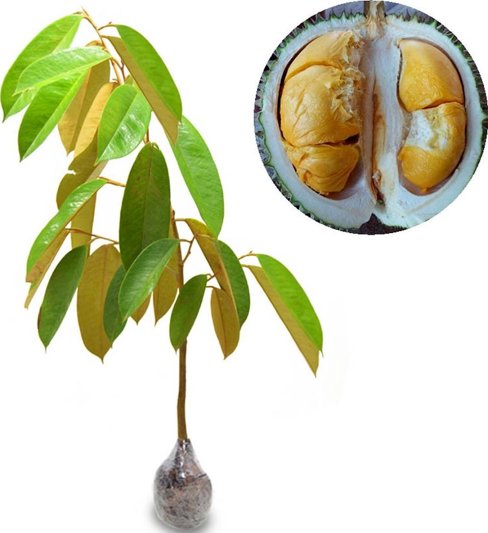 Gambar Produk bibit tanaman buah durian duri hitam Daerah Istimewa Yogyakarta