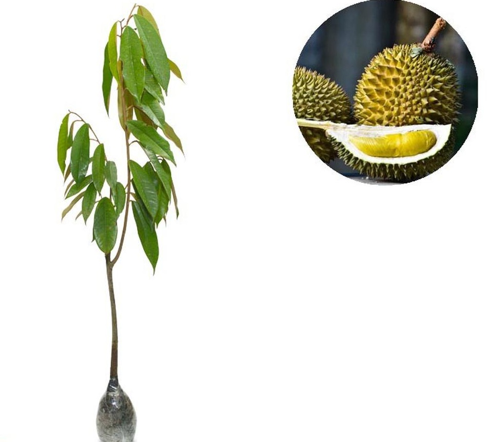 Gambar Produk bibit tanaman buah durian montong Aceh