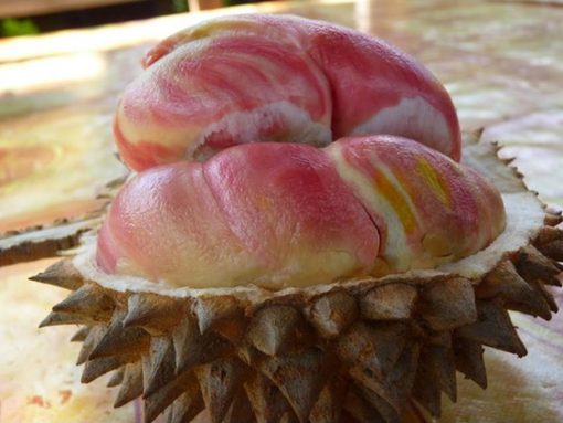 bibit tanaman buah durian pelangi Prabumulih