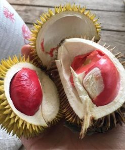 bibit durian merah unggul Papua